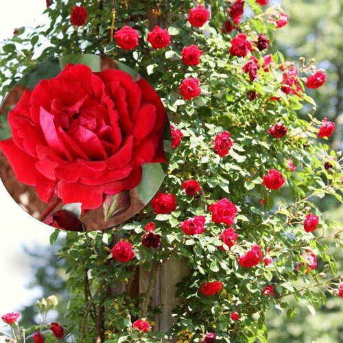 Rosa 'Don Juan' - Roos 'Don Juan' C4/4L